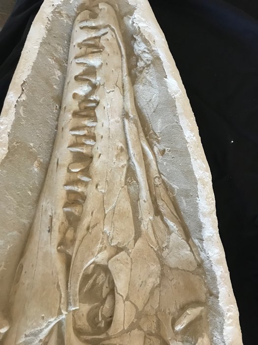 Mozazaur - Skamieniały szkielet - 7 cm - 30 cm