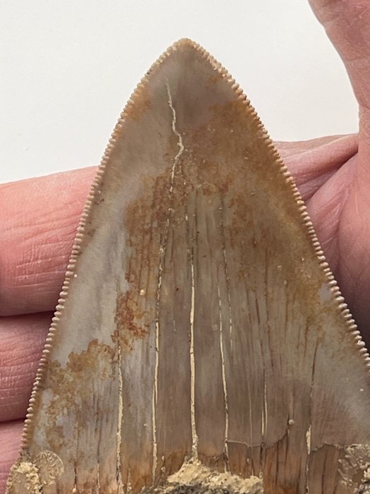 巨齿鲨牙齿 11.3 厘米 - 牙齿化石 - Carcharocles megalodon