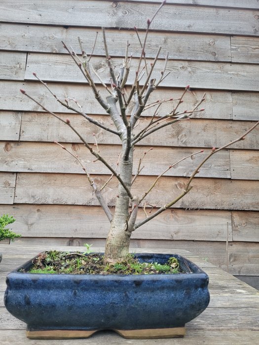 bonsaï tilia cordata (tilleul d'hiver/tilleul à petites feuilles) - Hauteur (arbre) : 36 cm - Profondeur (arbre) : 32 cm - Pays-Bas