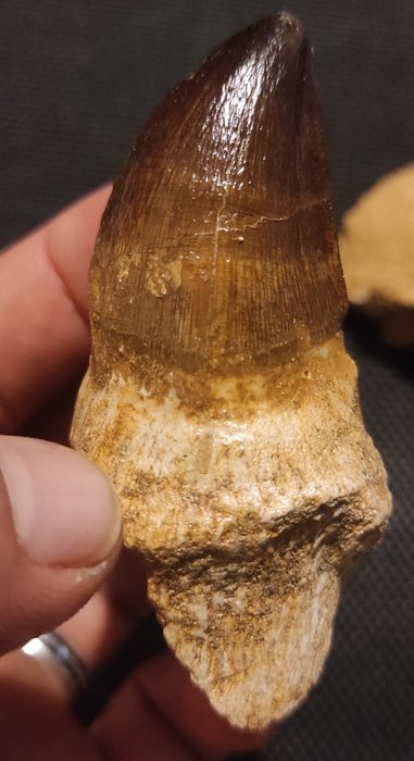 Meeresreptil - Fossiler Zahn - Mosasaurus sp. - 7 cm  (Ohne Mindestpreis)