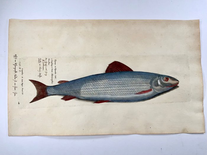 Paul van Somer (1577-1621) - Grayling, fish, ichthyology, large folio copper engraving - 1686