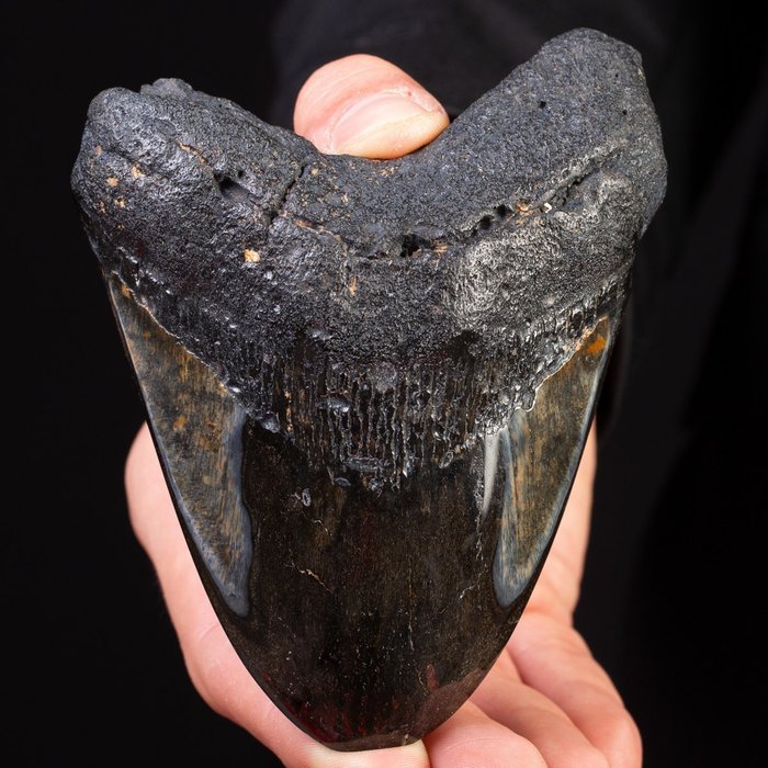 Dent de mégalodon - Dent fossile - Carcharocles Megalodon - 122 mm - 94 mm