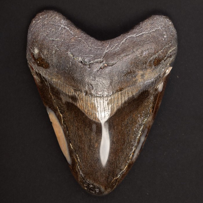 Dent de mégalodon - Dent fossile - Carcharocles Megalodon - 101.6 mm - 80 mm