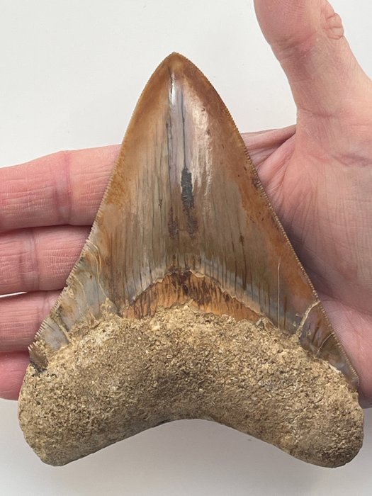巨大的巨齿鲨牙齿 13.0 厘米 - 牙齿化石 - Carcharocles megalodon