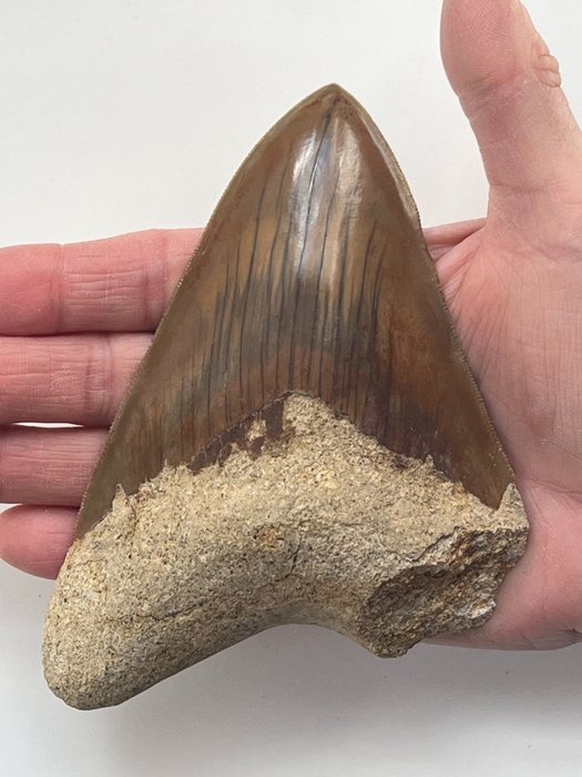 巨大的巨齒鯊牙齒 13.7 厘米 - 牙齒化石 - Carcharocles megalodon  (沒有保留價)