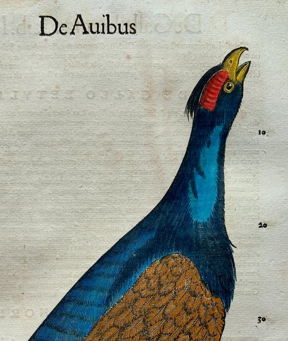 Conrad Gesner - De Auibus - 1555