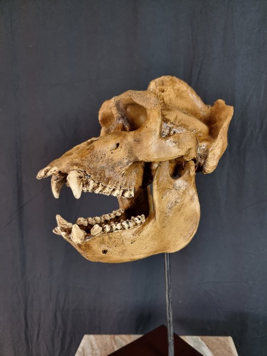 塑像, Impressive Gorilla Skull on Stand - 44 cm - 树脂