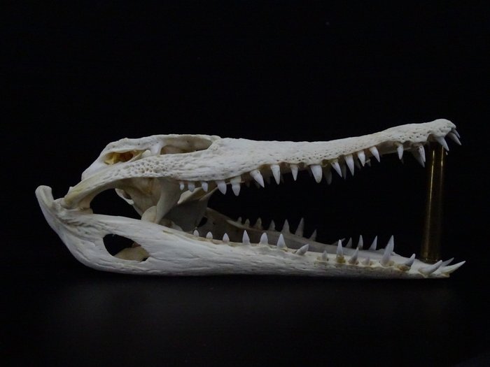 Stor nilkrokodille Kranie - Crocodylus niloticus (with Import Ref.) - 0 cm - 0 cm - 29 cm- CITES tillæg II - Bilag B i EU