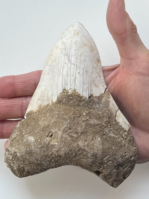 Τεράστιο δόντι Megalodon 13,8 cm - Απολιθωμένο δόντι - Carcharocles megalodon  (χωρίς τιμή ασφαλείας)