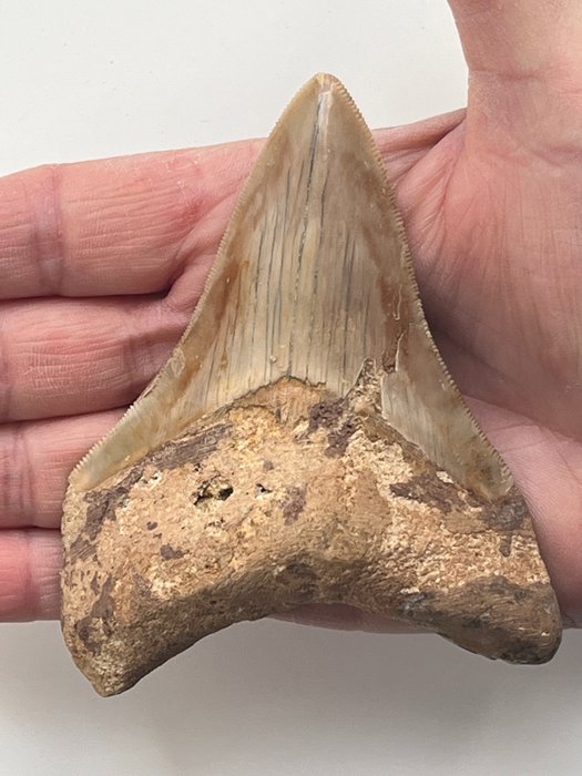 巨齒鯊牙齒 10.8 厘米 - 牙齒化石 - Carcharocles megalodon  (沒有保留價)