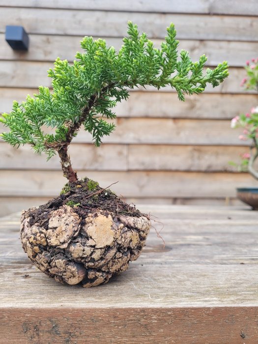 Juniper bonsai (Juniperus) - 高度 (樹): 10 cm - 深度 (樹): 17 cm - 荷蘭