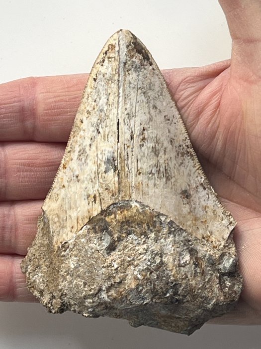 Dintele Megalodon 9,9 cm - Dinte fosilă - Carcharocles megalodon  (Fără preț de rezervă)