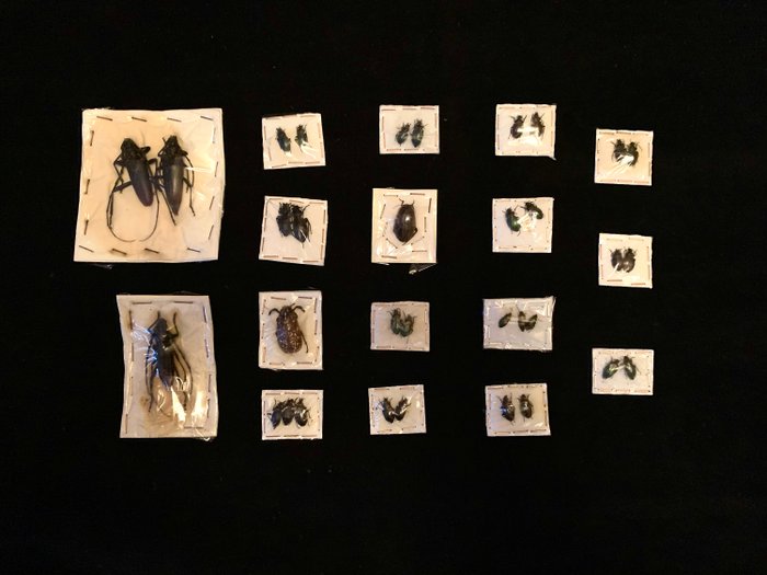 Több rovarpéldány tudományos gyűjteménye Taxidermia teljes test - Varios - 0 cm - 0 cm - 0 cm - Nem CITES-fajok