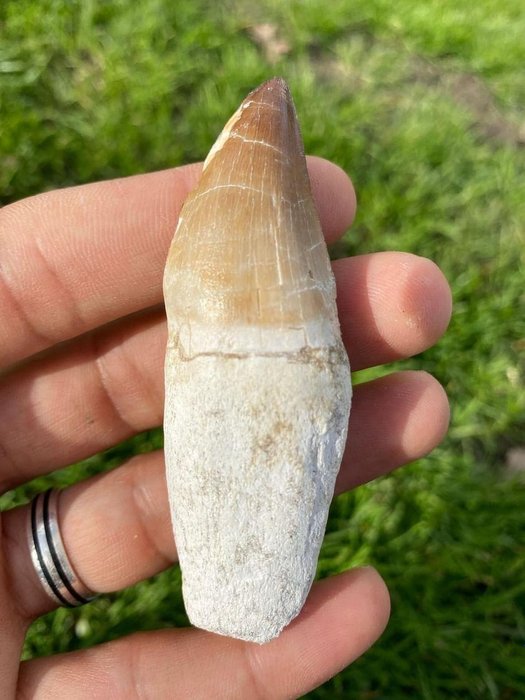 Marine reptile - Fossil tooth - Mosasaurus sp. - 8.5 cm  (No Reserve Price)