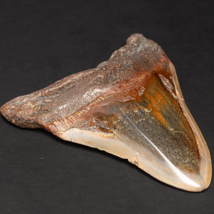 Megalodon tann - Fossil tann - Carcharocles Megalodon - 116.5 mm - 92.5 mm