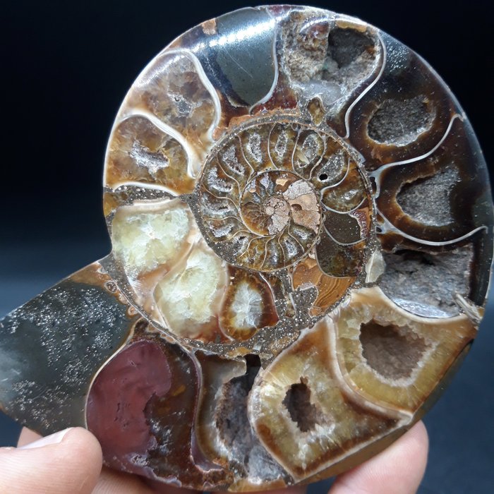 Ammonite - Απολιθωμένο κέλυφος - 128 mm - 108 mm  (χωρίς τιμή ασφαλείας)