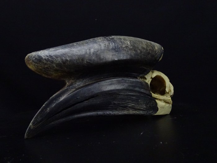 黑甲犀鸟 颅骨 - Ceratogymna atrata - 0 cm - 0 cm - 20 cm- 非《濒危物种公约》物种