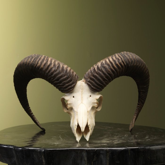 欧洲盘羊头骨 - 动物标本剥制全身支架 - Ovis gmelini - 24 cm - 42 cm - 25 cm - 非《濒危物种公约》物种