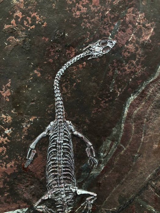 Fossilplattenmatrix - Keichousaurus sp. - 26.5 cm - 18.5 cm