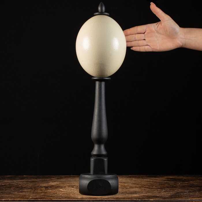 Ostrich Egg - Dark Wood Handmade Basement - Egg - Strutio Camelus - 480 mm - 128 mm - 128 mm
