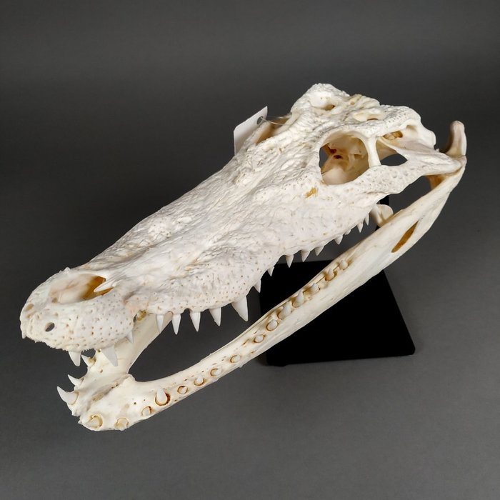 暹罗鳄 颅骨 - Crocodylus siamensis (with farm tag) - 12 cm - 8.5 cm - 29.5 cm- 《濒危物种公约》附录一 - 来源D