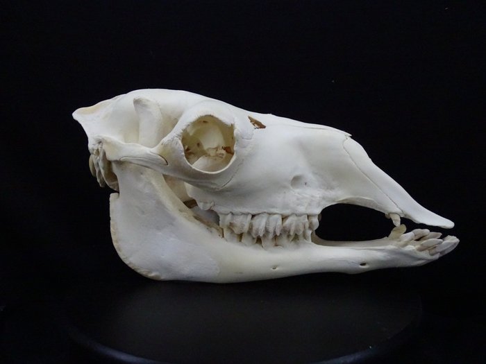單峰駱駝 頭骨 - Camelus dromedarius - 23 cm - 46 cm - 23 cm- 非《瀕臨絕種野生動植物國際貿易公約》物種