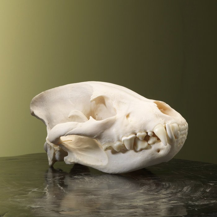 斑點鬣狗頭骨 - 標本全身支架 - Crocuta crocuta - 14 cm - 17 cm - 28 cm - 非《瀕臨絕種野生動植物國際貿易公約》物種