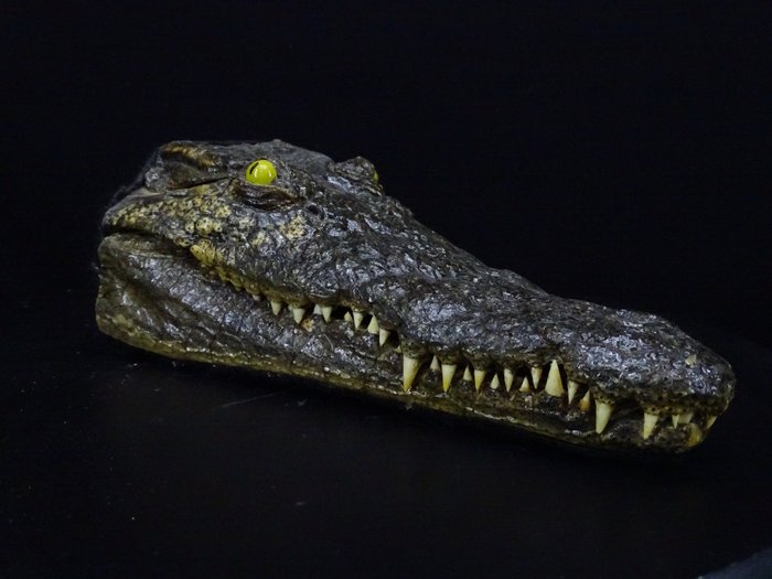 Nilkrokodil mit Haut Reptilienschädel - Crocodylus niloticus (with Import Ref.) - 0 cm - 0 cm - 23 cm- CITES Anhang II - Anlage B in der EU