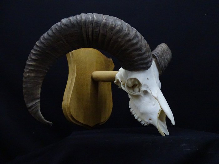 Mouflon 颅骨 - Ovis a. musimon - 30 cm - 30 cm - 48 cm- 非《濒危物种公约》物种