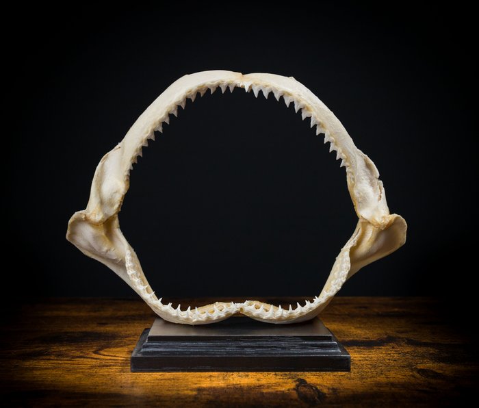 Tiburón ojo de paloma Conjunto de mandíbulas - Carcharhinus amboinensis - 215 mm - 280 mm - 105 mm- CITES Apéndice II - Anexo B en la UE