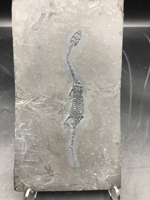 Maritime reptiler - Fossil matrise - Keichousaurus sp. - 21 cm - 12 cm  (Ingen reservasjonspris)
