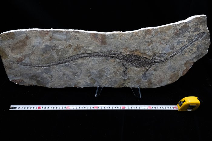 Fossil matrix - Hyphalosaurus sp. - 71 cm - 27 cm