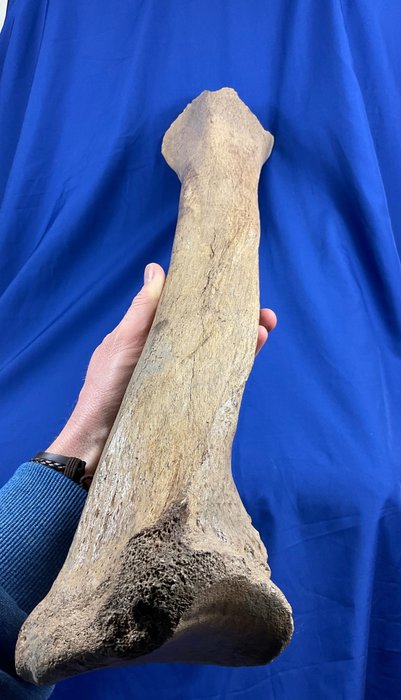 utrolig lenge! mammut underarmsbein (radius) - Fossilt bein - Mammuthus primigenius - 68 cm - 14 cm  (Ingen reservasjonspris)