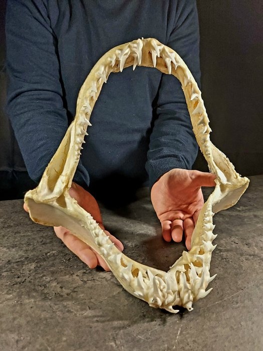 灰鲭鲨下巴 - 动物标本剥制全身支架 - Isurus oxyrinchus - 32 cm - 32 cm - 16 cm - CITES附录II - 欧盟附件B