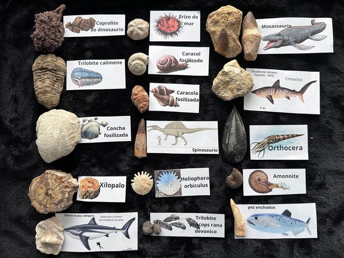 Collection of diverse Teeth - Dientes fósiles - mosassaurio/enchodus/otodus/lamma/scualicorax…..  (Sin Precio de Reserva)