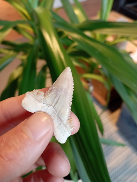 Καρχαρίας - Απολιθωμένο δόντι - Paleaocarcharodon orientalis - 4.3 cm  (χωρίς τιμή ασφαλείας)