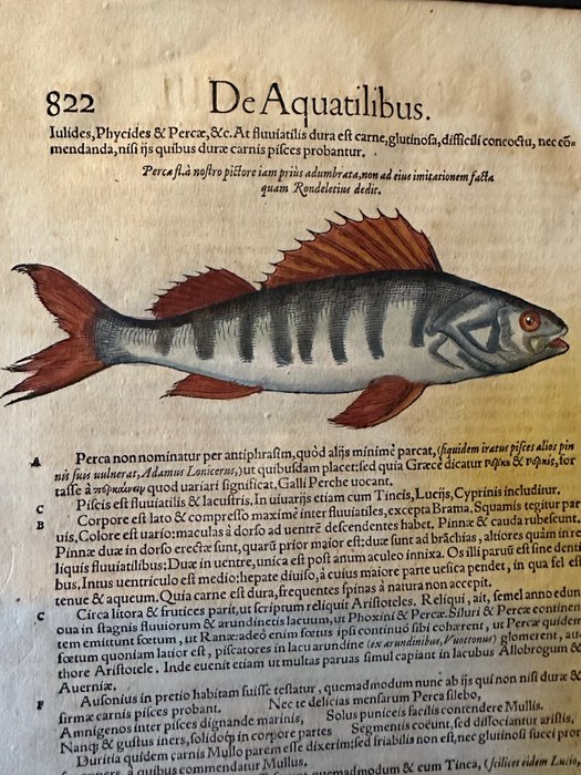 Conrad Gesner 1516-1565 - Single page from Gesner's first edition of the Fischbuch (with illuminated woodcut) - 1557
