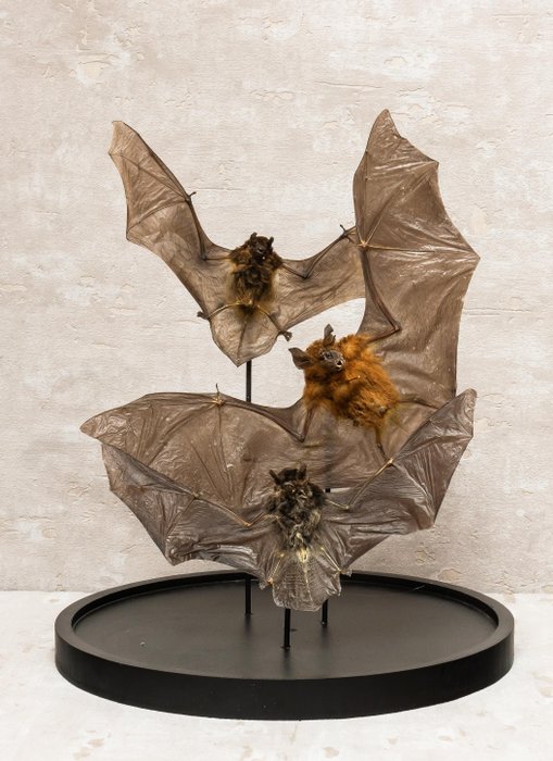 蝙蝠 標本全身支架 - Hipposidores biocolor/Pipistrellus javanicus - 38 cm - 25 cm - 25 cm - CITES 附件2 - 歐盟內附件B