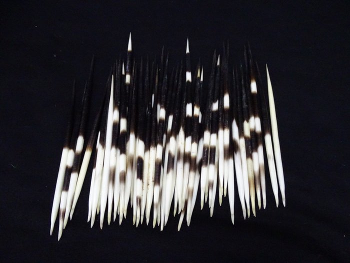 Cape Porcupine 羽毛笔 - 动物标本剥制壁挂支架 - Hystrix africaeaustralis - 15 cm - 20 cm - 0.4 cm - non-CITES species - 50