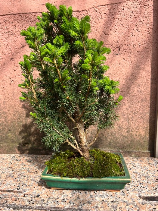 Gran-bonsai (Picea) - Höjd (träd): 35 cm - Djup (träd): 21 cm - Japan