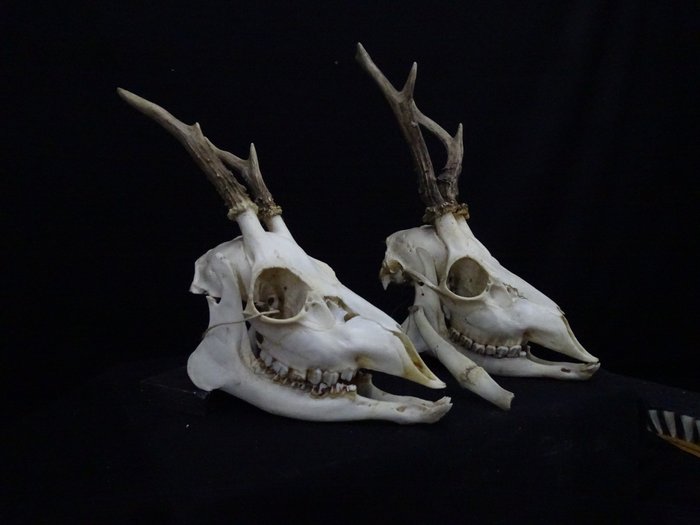 Crânio de Roebuck XTRA GRANDE Crânio - Capreolus capreolus - 0 cm - 0 cm - 0 cm- non-CITES species -  (2)