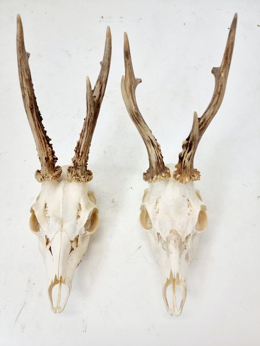 A pair of roebuck skulls Schedel - Capreolus Capreolus - 0 cm - 0 cm - 0 cm -  (2)