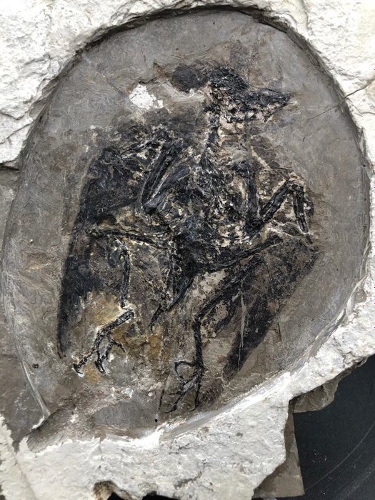Fossil matrix - Enantiornithes - 23 cm - 15 cm  (Ingen mindstepris)