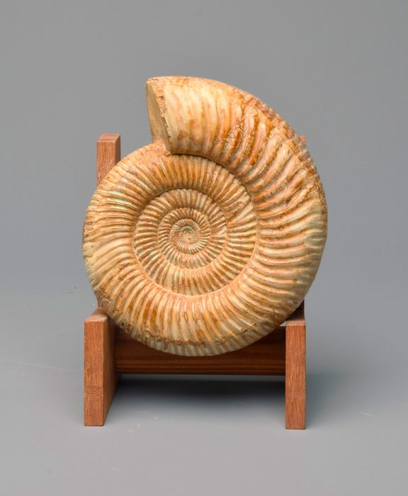 Ammonit - Tierfossil - Kranaosphinctes sp. - 19 cm