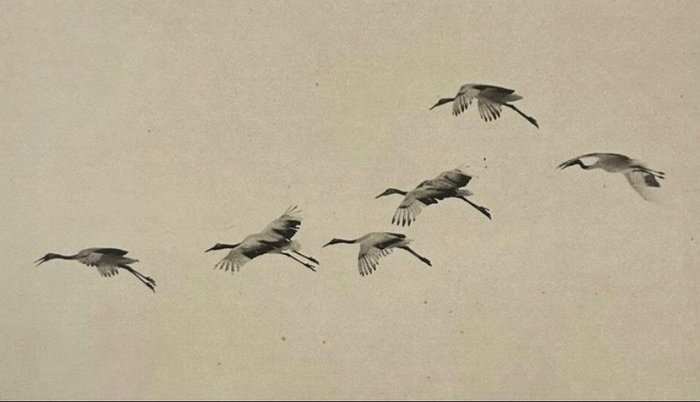 Masao Yamamoto (1957) - Birds