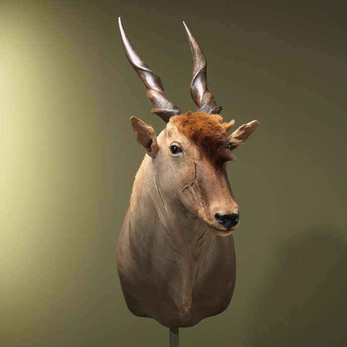 羚羊 標本全身支架 - Common Eland - 123 cm - 50 cm - 104 cm - 非《瀕臨絕種野生動植物國際貿易公約》物種