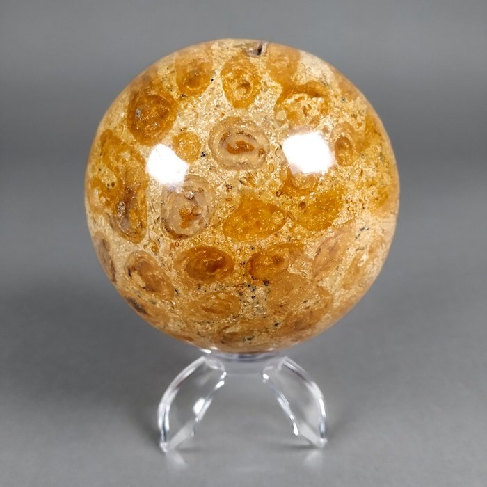 Esfera de coral fósil - Animal fosilizado - 8 cm - 8 cm  (Sin Precio de Reserva)