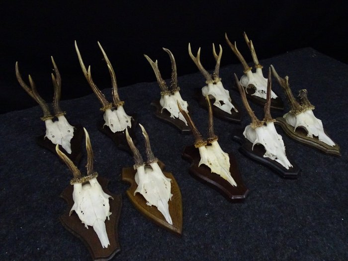 Crânes de chevreuil Crâne - Capreolus capreolus - 0 cm - 0 cm - 0 cm- non-CITES species -  (10)