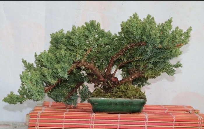 Enbärsträds-bonsai (Juniperus) - Höjd (träd): 16 cm - Djup (träd): 38 cm - Japan