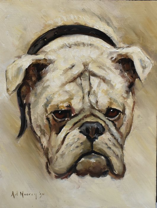 Ad Heeren (XX) - Portrait of a white English bulldog